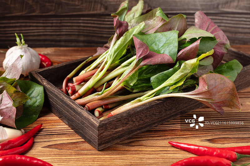 新鲜鱼腥草图片素材