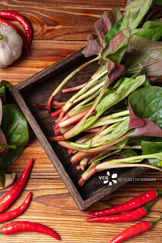 新鲜鱼腥草图片素材