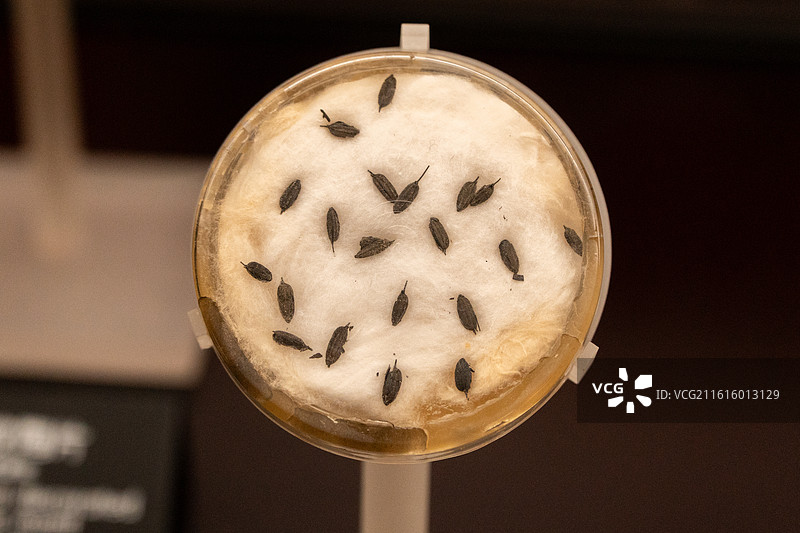 浙江宁波余姚河姆渡博物馆图片素材