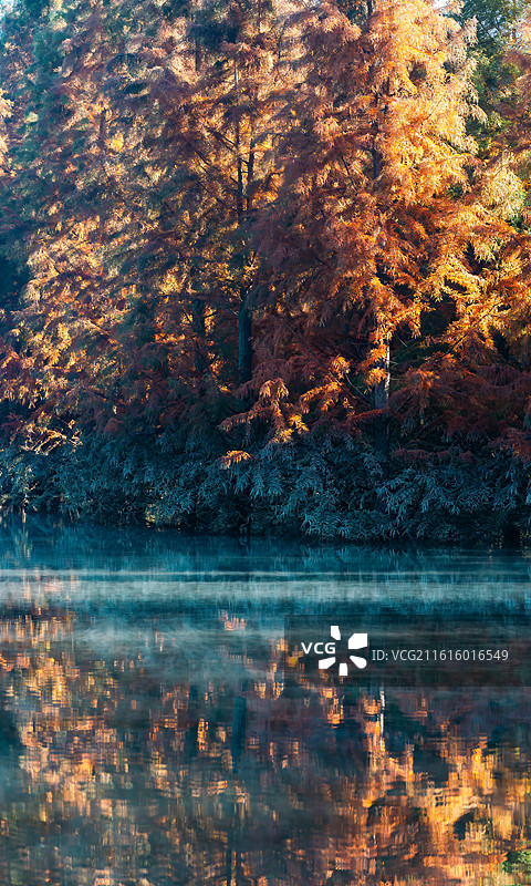 秋季的水杉图片素材