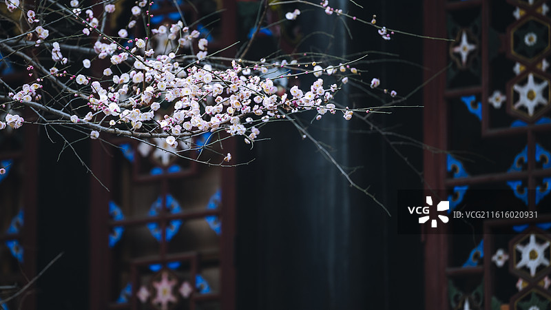 成都青羊宫梅花盛开映衬传统窗棂展现春日古寺之美图片素材