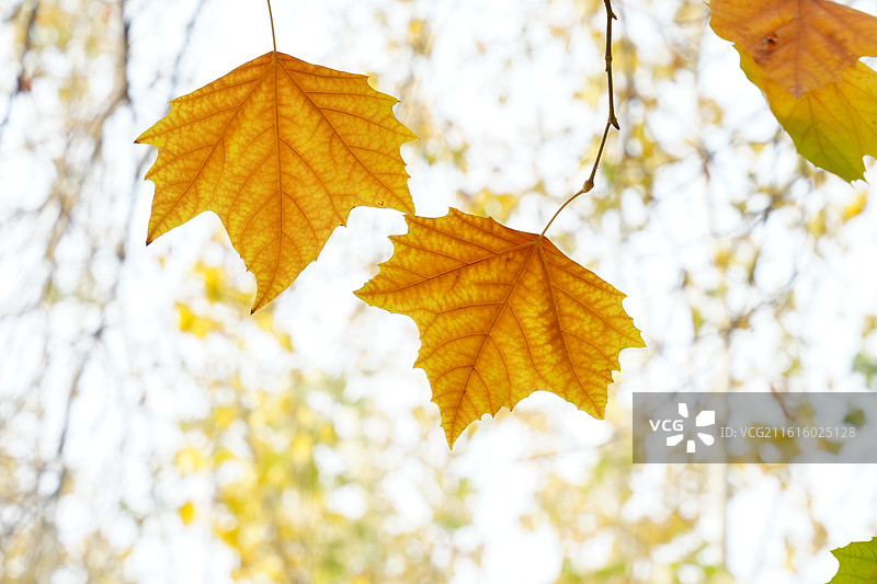 秋季金黄色梧桐树叶特写图片素材