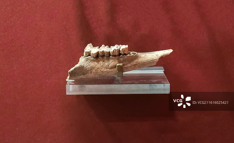 绵羊下颌骨 二里头文化 河南偃师二里头遗址 中国考古博物馆（中国历史研究院）文明起源展厅图片素材