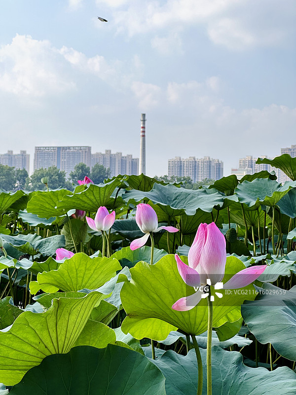 大明湖边的荷花图片素材