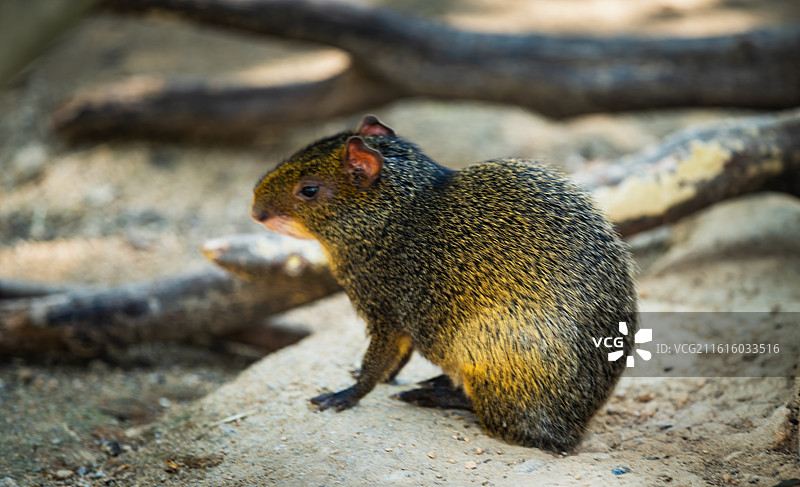 刺豚鼠图片素材