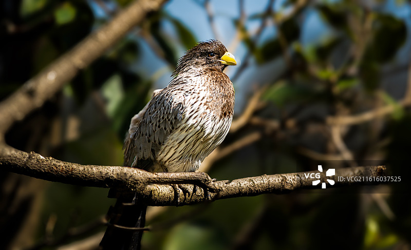 黄嘴鹊鸟图片素材