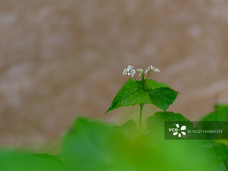 荞麦花朵图片素材