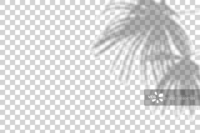 棕榈树枝投下的阴影叠加，孤立在图片素材