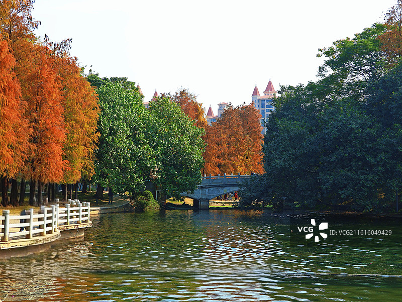 佛山市亚洲艺术公园内的落羽杉图片素材