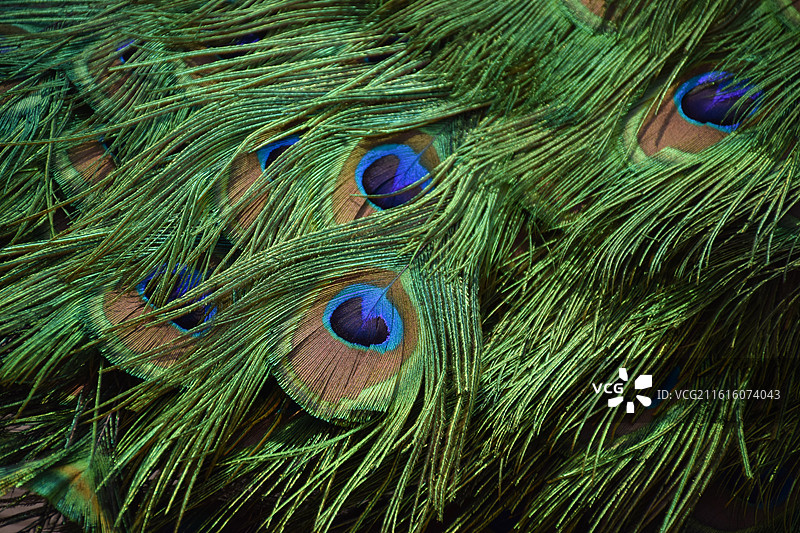 孔雀的羽毛图片素材