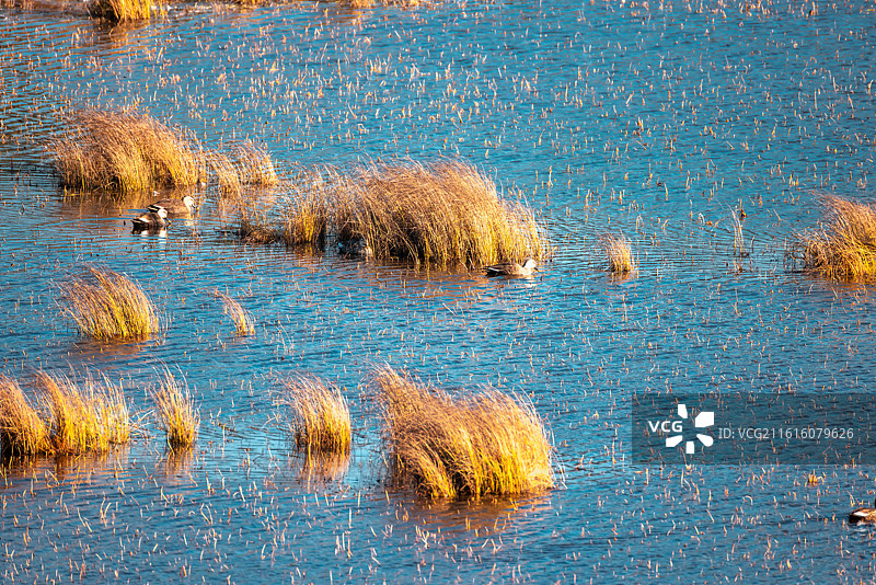 云南巧家县马树湿地的候鸟图片素材