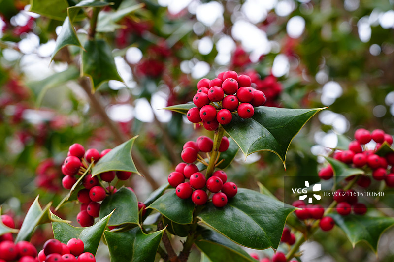 欧洲冬青 Ilex aquifolium 圣诞冬青图片素材