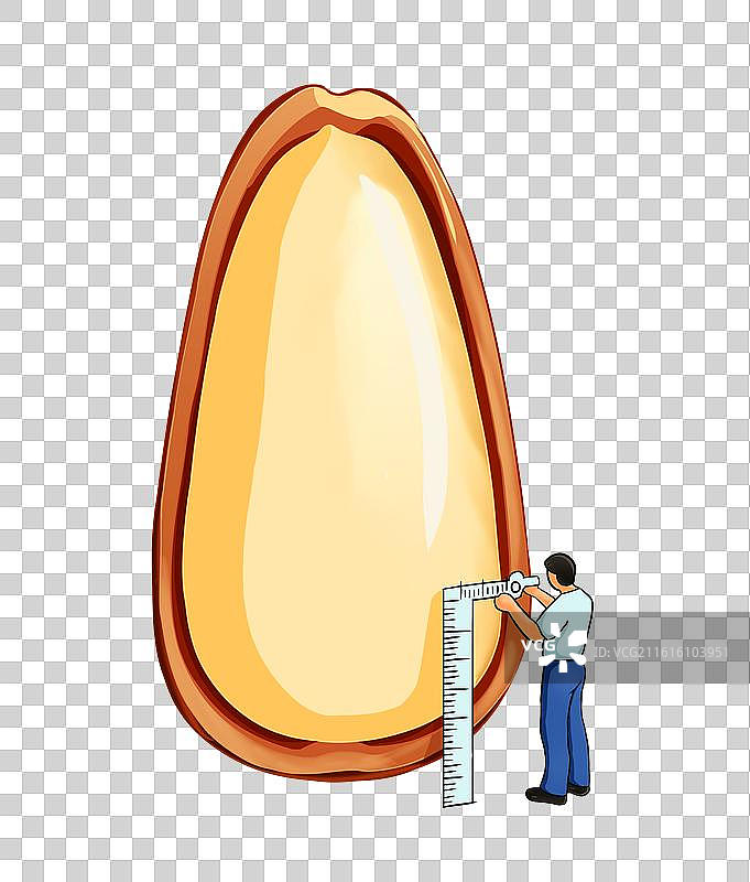 手绘素材一颗饱满的松子插画图片素材