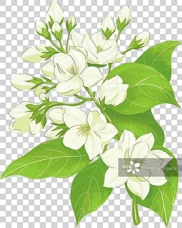 手绘花卉茉莉茉莉花植株免抠素材图片素材