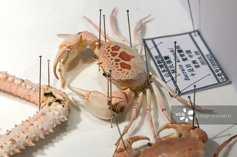 阿氏强蟹 十足目 宽背蟹科 中国产 山东博物馆“数智文化展厅”图片素材