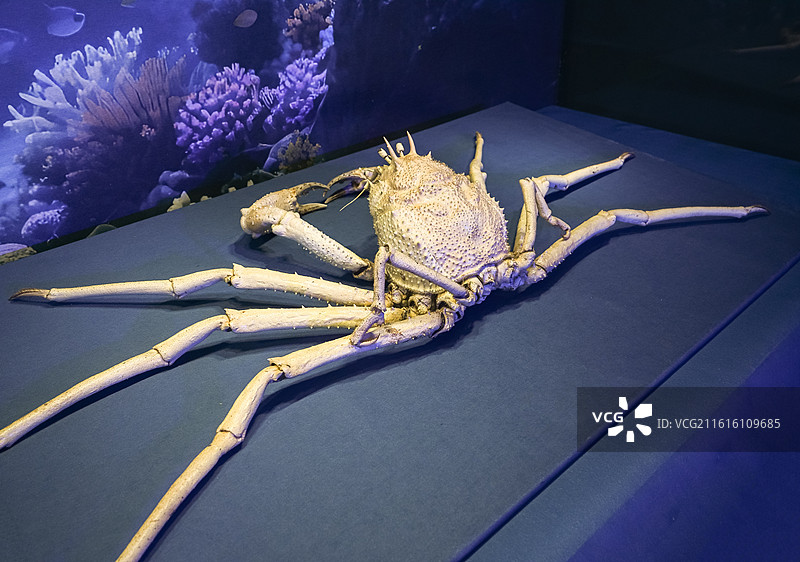 巨螯拟人面蟹 山东博物馆“数智文化展厅”图片素材