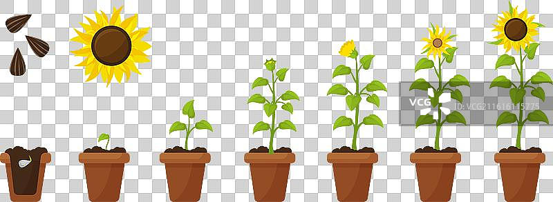 盆栽和地栽的卡通向日葵生长植物图片素材