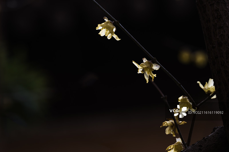 冬月腊梅开《76》图片素材