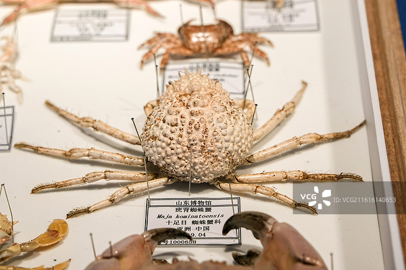疣背蜘蛛蟹 十足目 蜘蛛蟹科 中国产 山东博物馆“数智文化展厅”图片素材