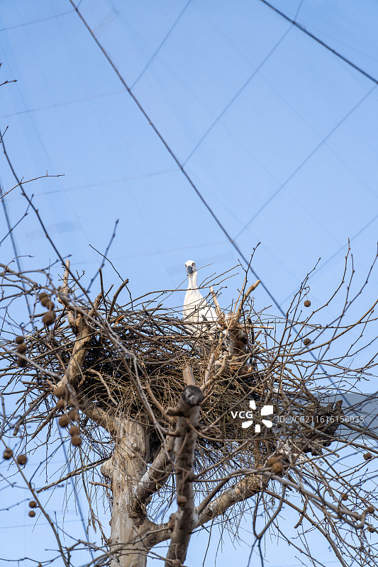 郑州市动物园白鹤图片素材