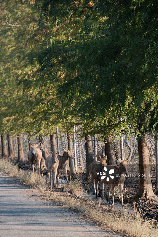 麋鹿图片素材