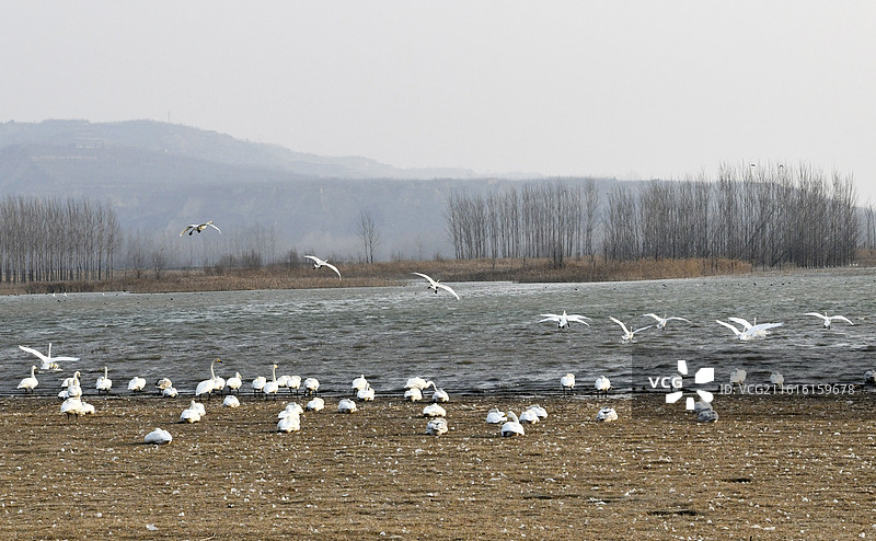 河南省三门峡市黄河湿地越冬的白天鹅图片素材