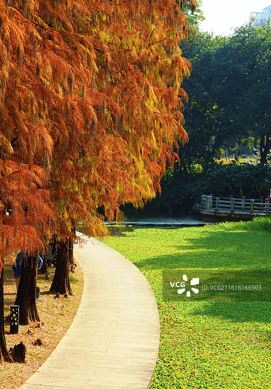 佛山市亚洲艺术公园内的落羽杉图片素材