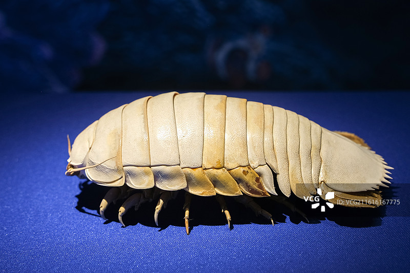 大王具足虫（巨型深海大虱） 山东博物馆“数智文化展厅”图片素材