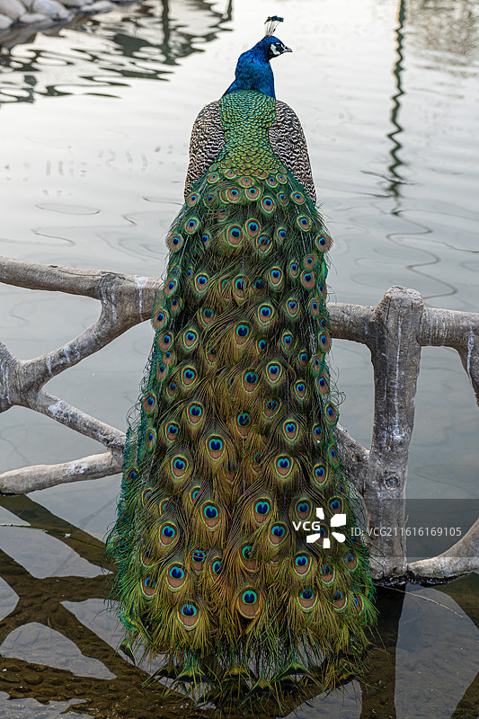 郑州市动物园孔雀图片素材