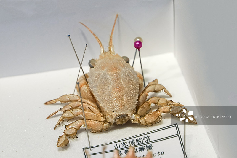 显著琼娜蟹 十足目 盔蟹科 中国产 山东博物馆“数智文化展厅”图片素材