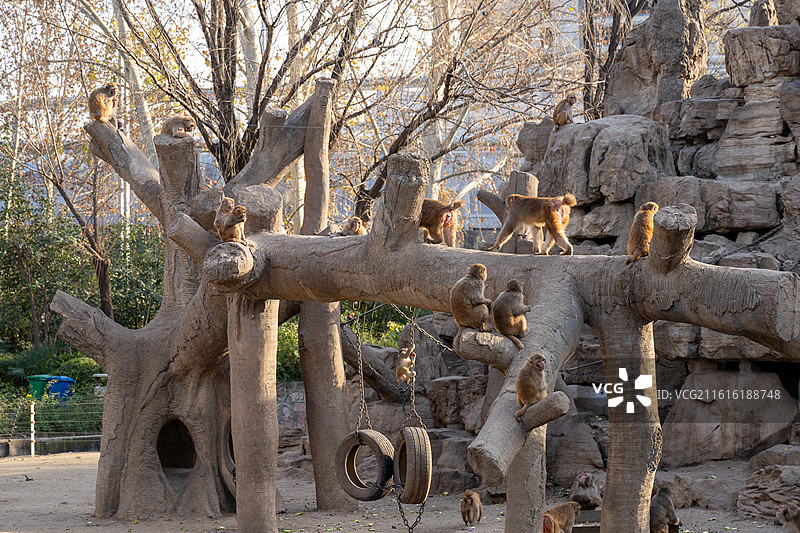 郑州市动物园猴山猴子图片素材
