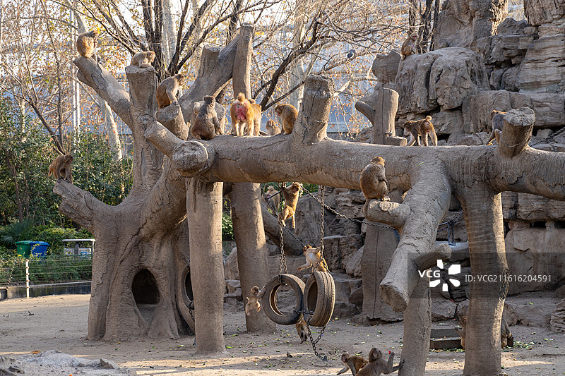 郑州市动物园猴山猴子图片素材