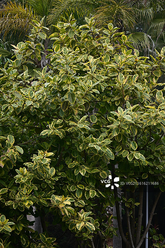热带植物园中的斑纹叶灌木图片素材