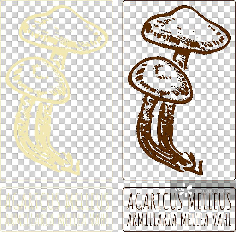 手绘蜂蜜真菌图图片素材