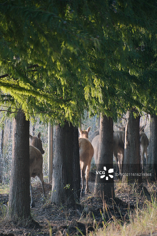 麋鹿图片素材