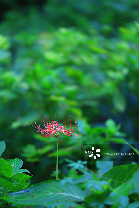 惠山古镇锡惠公园锡山爬山龙光寺登山野外图片素材