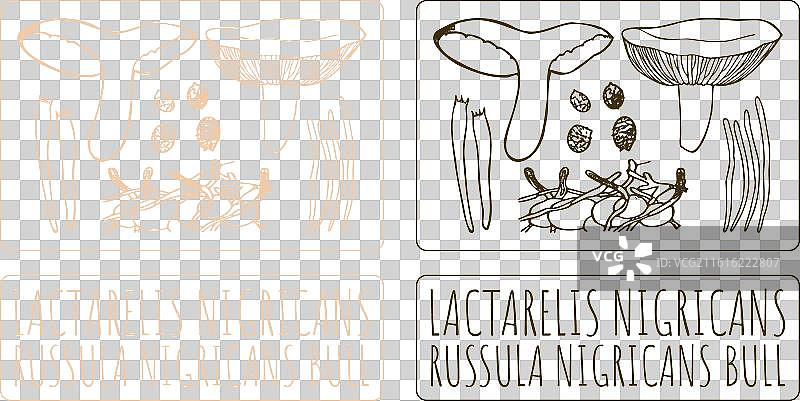 手绘的黑边鬼伞图片素材