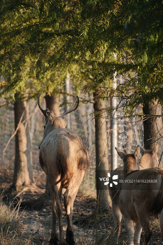 麋鹿图片素材
