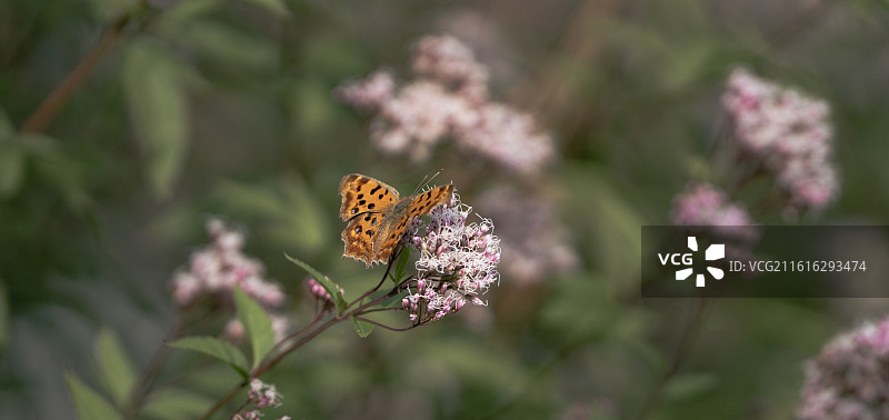 粉红色花朵上蝴蝶的特写镜头图片素材