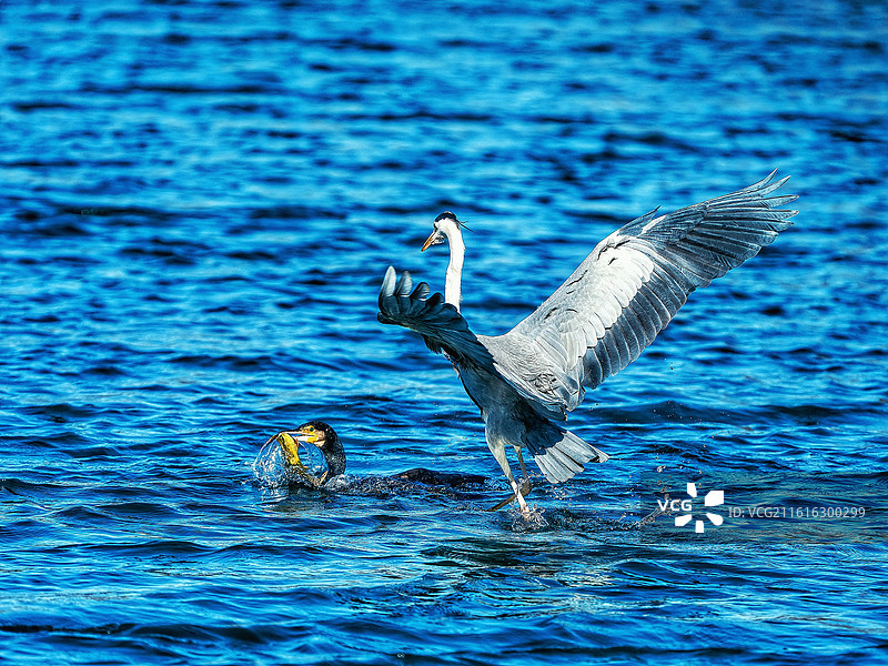 不速之客图片素材