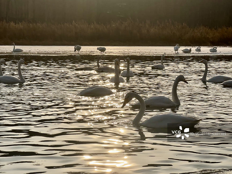北票红村天鹅湾图片素材