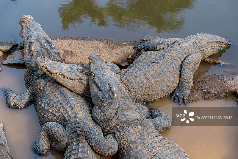 美梦中的鳄鱼图片素材
