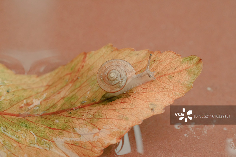 秋天雨水落叶蜗牛。倒影反射。蚂蚁糖果背景图壁纸图片素材
