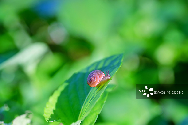 阳光下绿色草叶上的可爱小蜗牛。微距特写背景图壁纸设计素材图片素材
