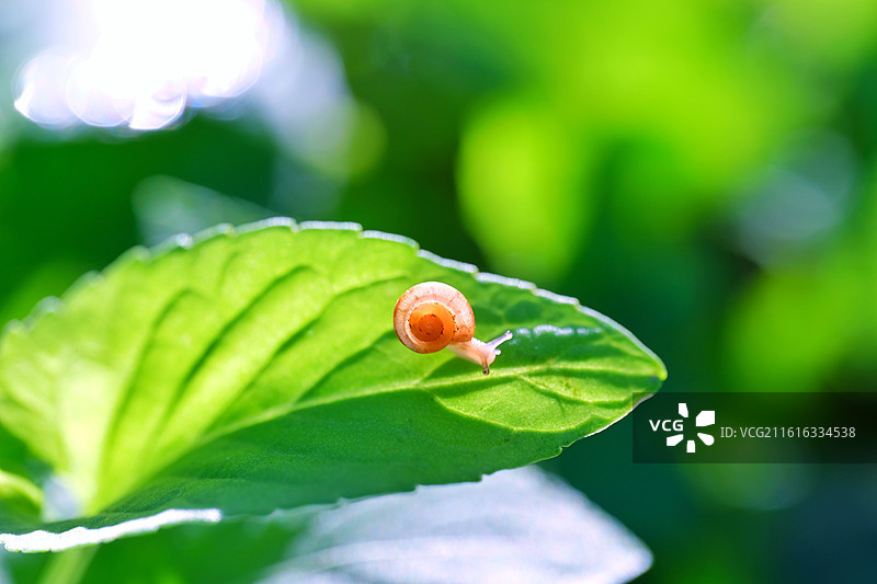 阳光下绿色草叶上的可爱小蜗牛。微距特写背景图壁纸设计素材图片素材