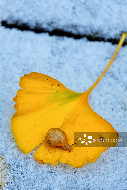 冬天冰下雪天银杏叶松树脚印月季花。小雪人图片素材