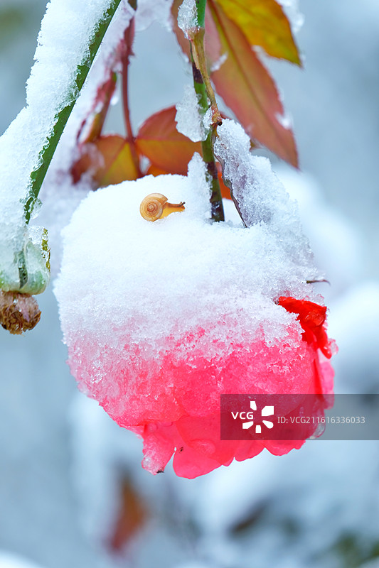 冬天冰下雪天银杏叶松树脚印月季花。小雪人图片素材