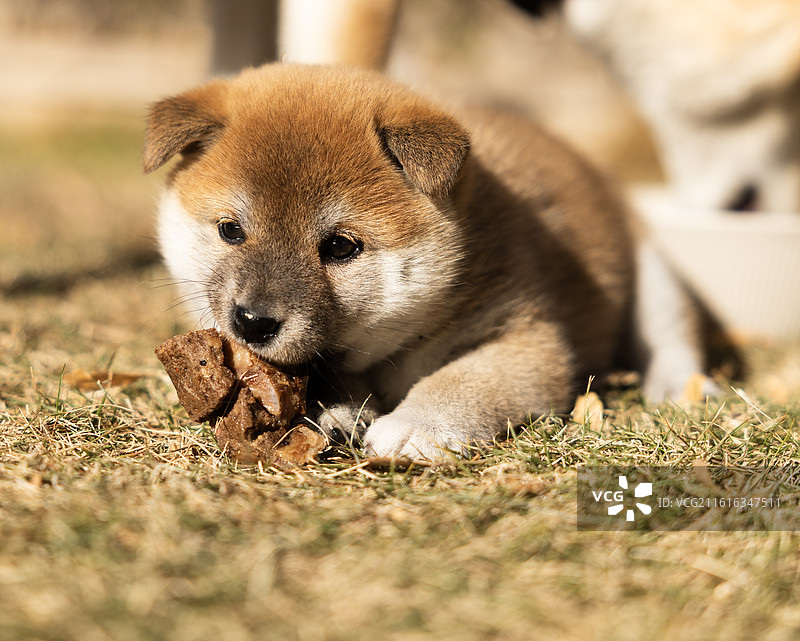 小柴犬在坑骨头磨牙图片素材