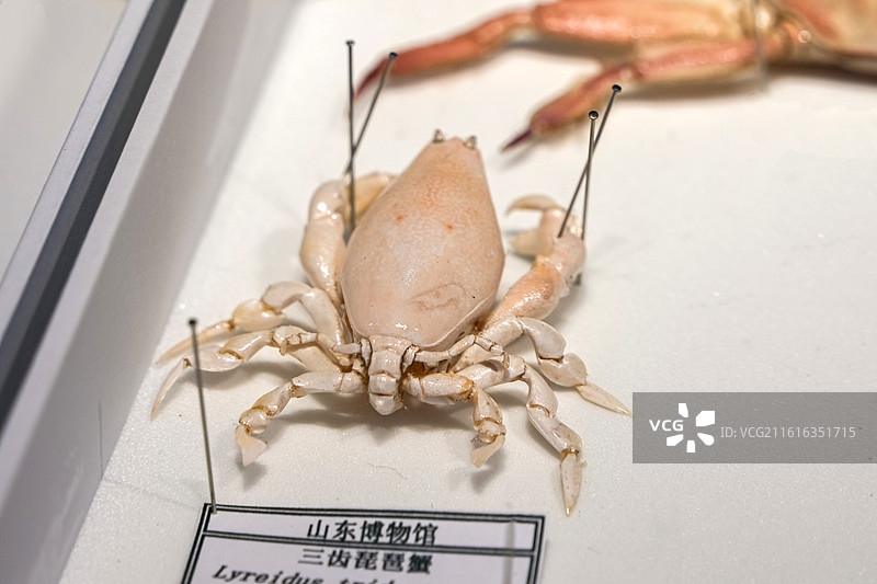三齿琵琶蟹 十足目 蛙蟹科 中国产 山东博物馆“数智文化展厅”图片素材