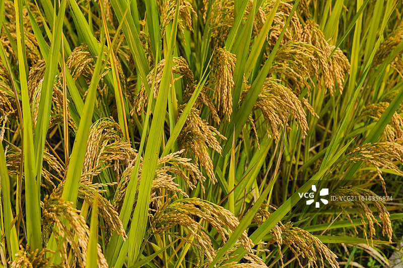 苍坡古村位于浙江省温州市永嘉县岩头镇，始建于五代后周显德二年（955年），为李氏宗族聚居地。图片素材